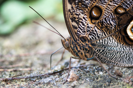 Macro detail of a owl butterflyの写真素材