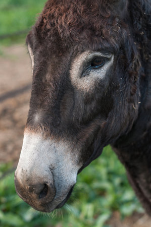 Detail of the head of a donkeyの写真素材