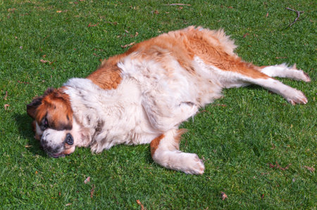 St. Bernard dog resting in the grassの写真素材