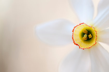 macro detail of a narcissus poeticusの写真素材
