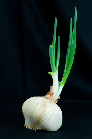 Detail of an onion on black backgroundの写真素材