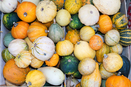 Detail of several small pumpkinsの写真素材