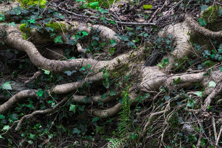 Detail of the roots of a tree