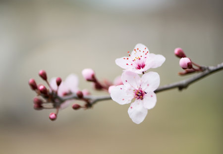 Details of a plum blossomsの写真素材