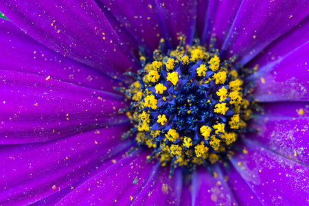 Detail of a Osteospermum ecklonisの写真素材