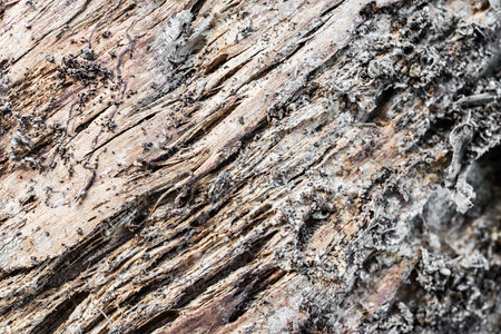 Detail of a rotten trunk wood