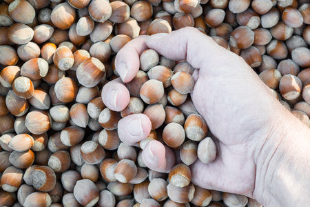 Wallpaper comprising freshly picked hazelnutsの写真素材