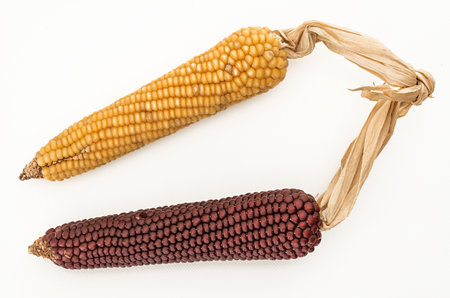 Detail of a corn cobsの写真素材