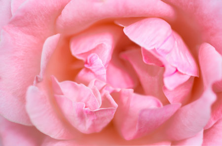 Detail of a pink roseの写真素材