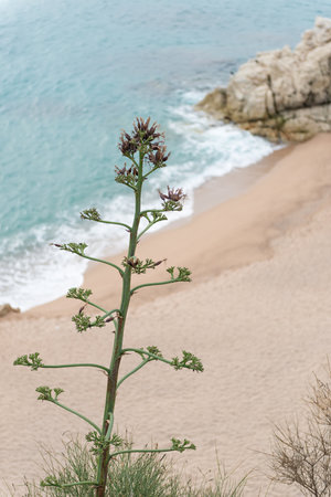 Details Roca Grossa beach of Calella in Catalonia (Spain)の写真素材