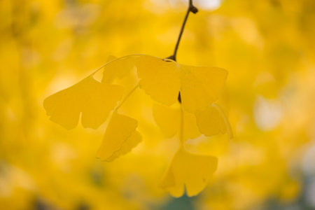 Several details of the Ginkgo biloba treeの写真素材