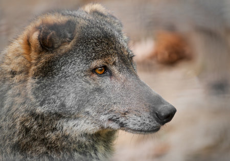 Portrait head of a wolfの写真素材