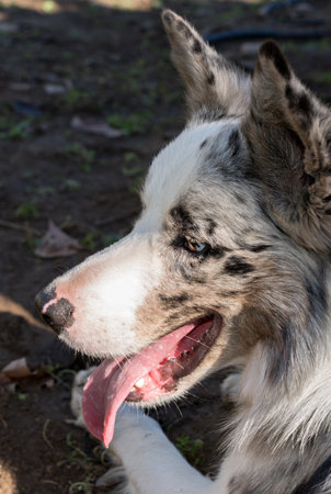 Portrait of a Border Collie dog breed