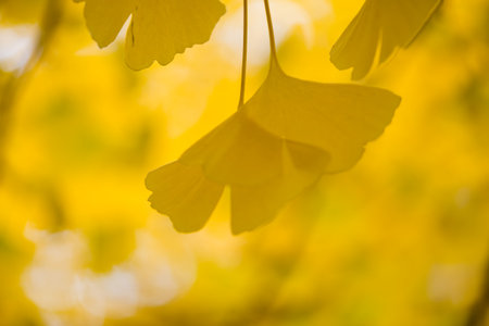 Several details of the Ginkgo biloba tree