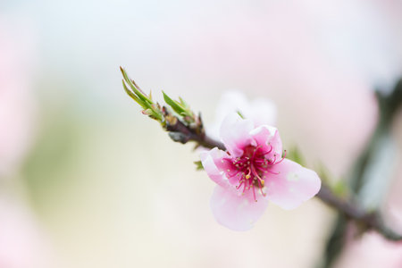 Peach Blossom detail in the month of Marchの写真素材