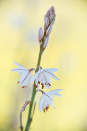 Macro detail of a flower Asphodelusの写真素材
