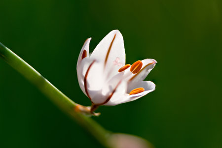 Macro detail of a flower Asphodelusの写真素材