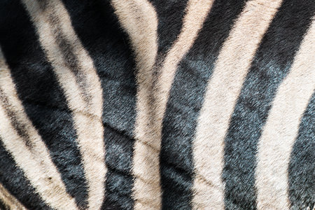 Details of the typical skin zebrasの写真素材