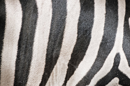 Details of the typical skin zebras