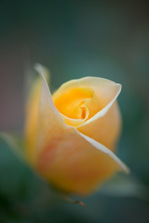 Macro detail of a yellow roseの写真素材