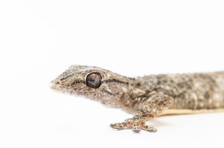 Detail of a Tarentola Mauritanica common