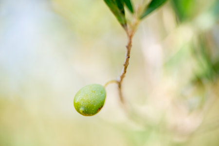 Detail of olives on the treeの写真素材