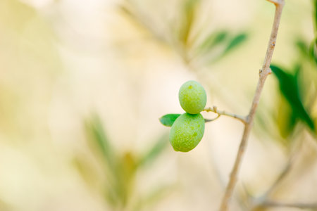 Detail of olives on the tree