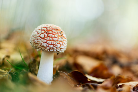 Creative autumn landscape with mushroomsの写真素材