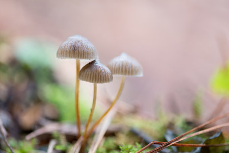 Creative autumn landscape with mushrooms