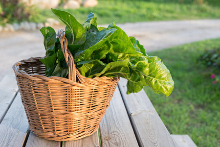 Detail of a fresh chardの写真素材