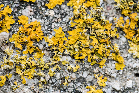 Detail of a wall with moistureの写真素材