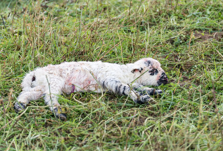Newborn sheep in a meadowの写真素材