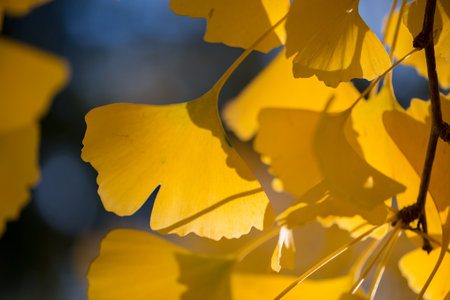 Detail of the yellow leaves of a Ginkgo bilobaの写真素材