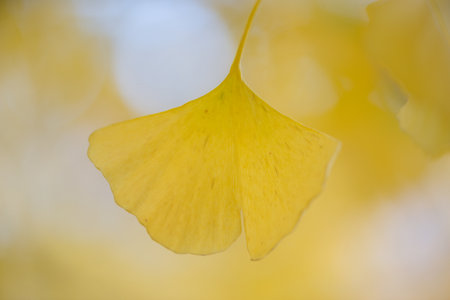 Detail of the yellow leaves of a Ginkgo bilobaの写真素材