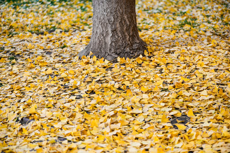 Detail of the yellow leaves of a Ginkgo bilobaの写真素材
