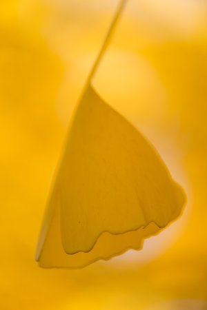 Detail of the yellow leaves of a Ginkgo bilobaの写真素材