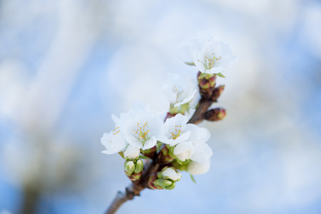 First flowers of a cherry tree in springの写真素材