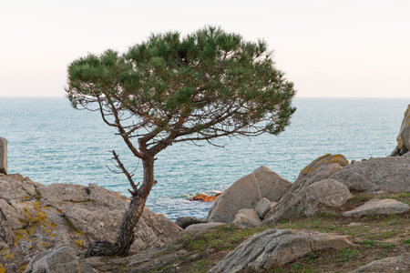 Landscapes and details of the Coast Brave (Costa Brava) in Girona (Spain)の写真素材