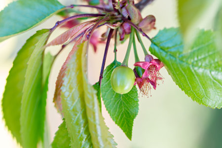 First flowers of a cherry tree in springの写真素材