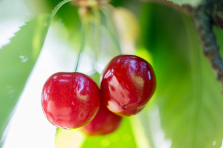 Closeup of some cherries about to pickの写真素材