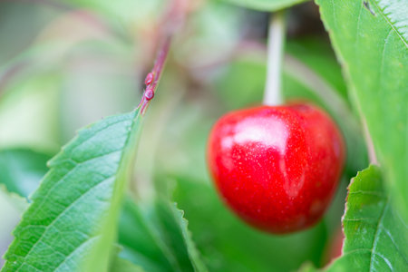 Closeup of some cherries about to pick