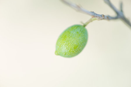 Detail of olives on the treeの写真素材