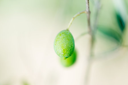 Detail of olives on the treeの写真素材