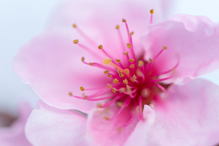 Detail of a nectarine flower in springの写真素材