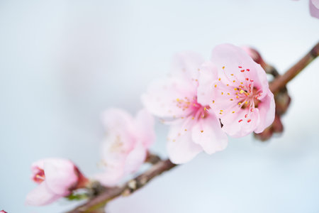 Detail of a nectarine flower in springの写真素材