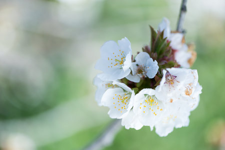 First flowers of a cherry tree in spring