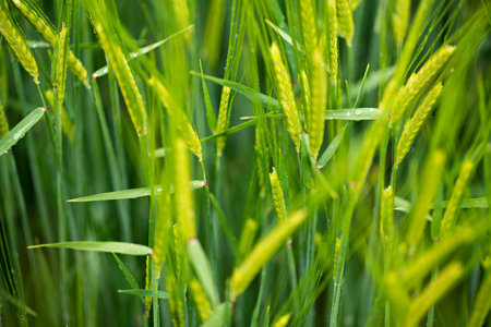 Detail of the flowering of a cereal fieldの写真素材