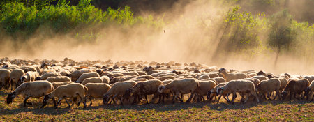 A flock of sheep at sunsetの写真素材