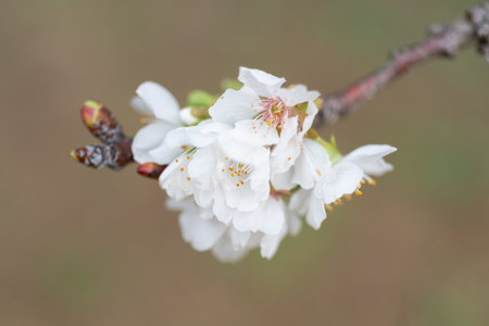 Fruit tree flowers in the springの写真素材