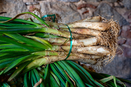 Grilled tender onions called in catalan calÃ§ots (Traditional food of Catalonia - Spain)